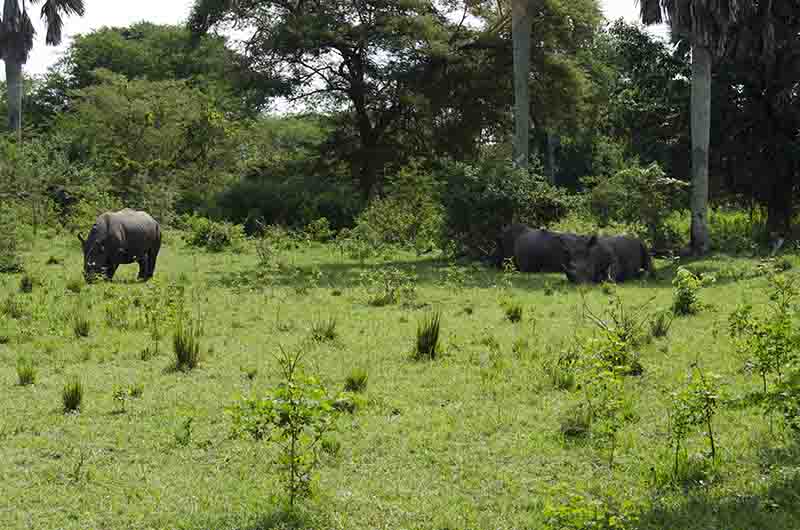 Rinoceronte Blanco - reserva de Ziwa - Uganda 09.jpg